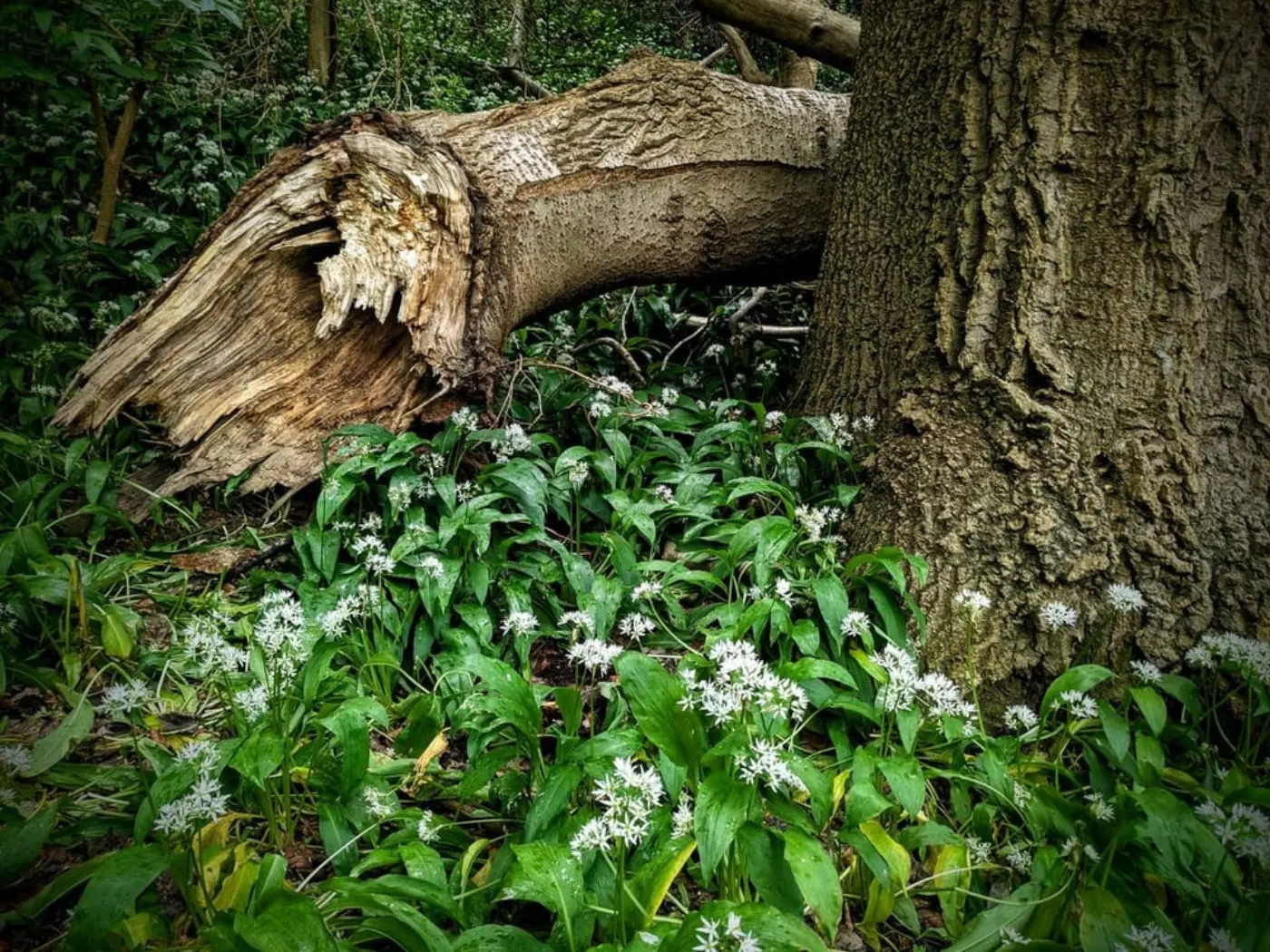 Tree branch and wild garlic in Carlisle Park, Morpeth