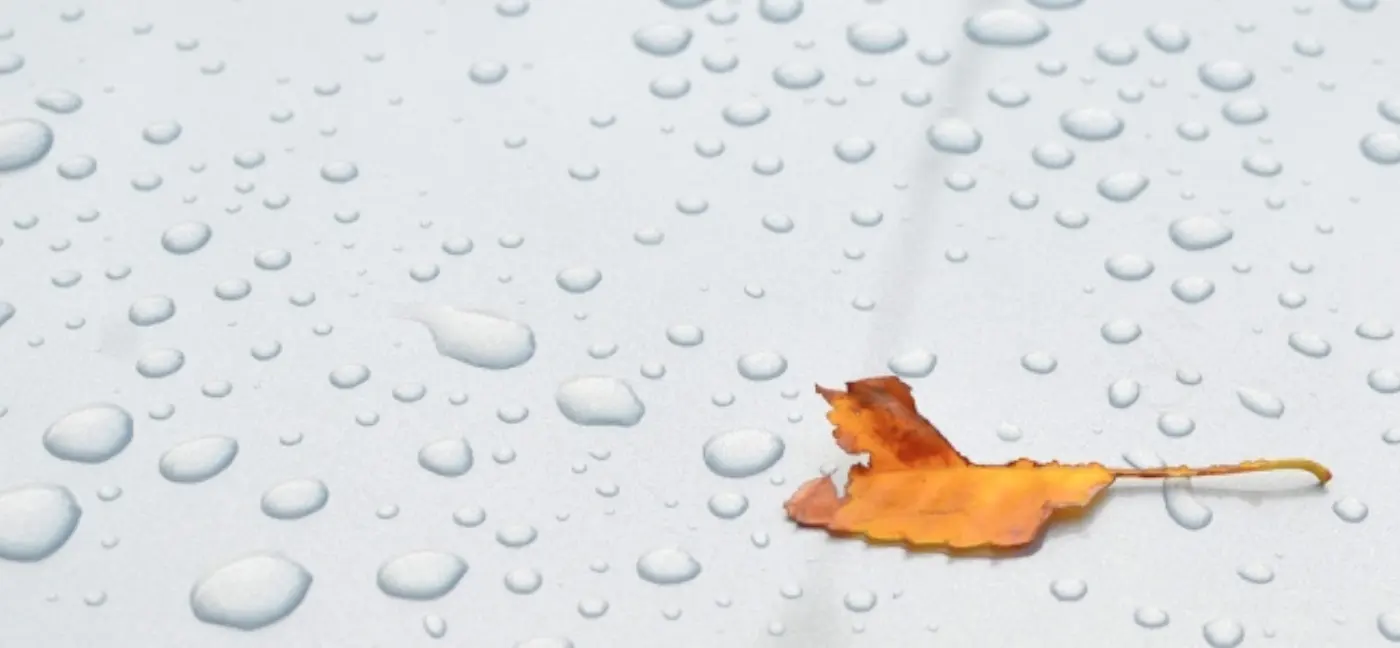 Leaf