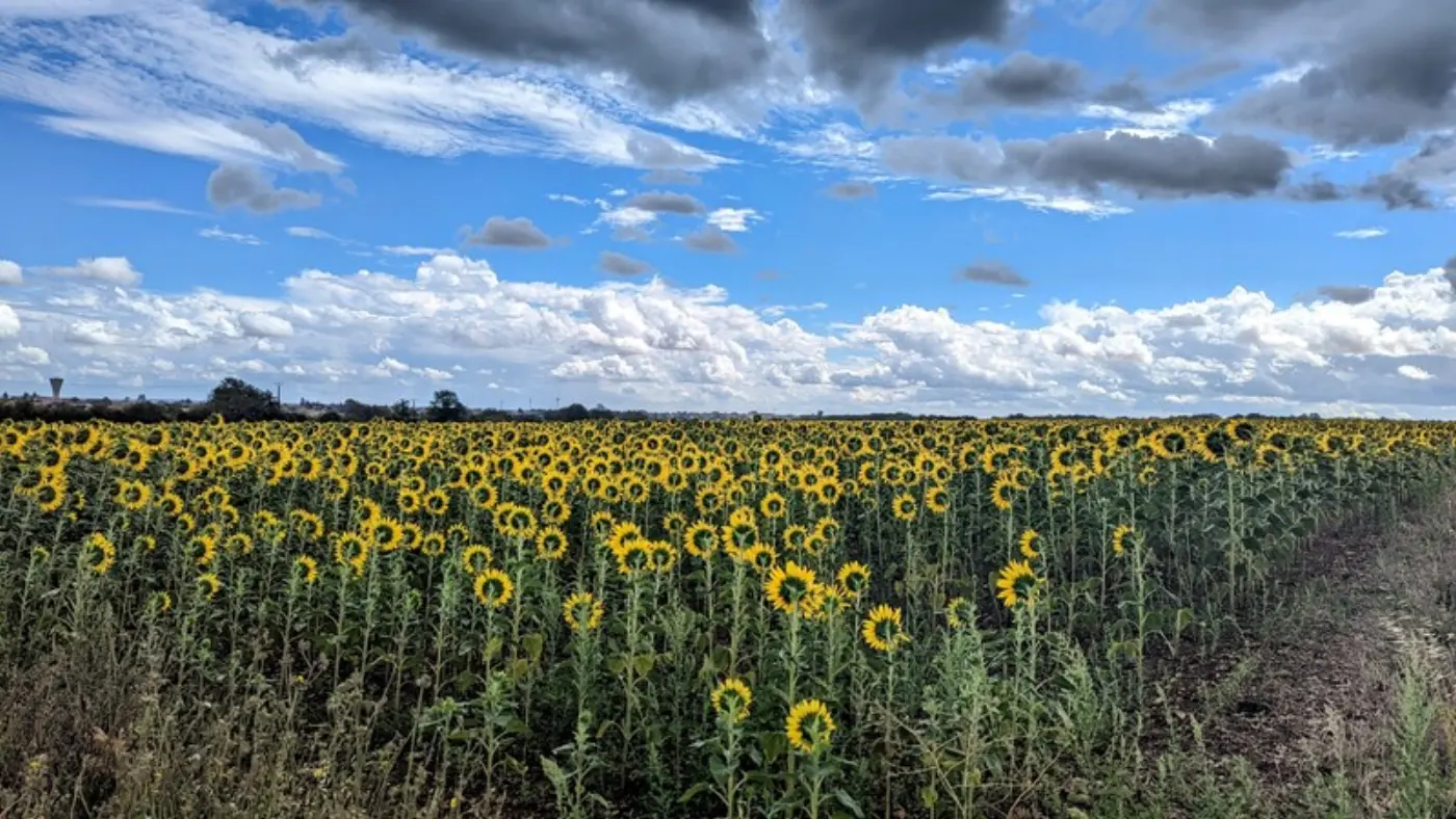 Field full of sunflowers