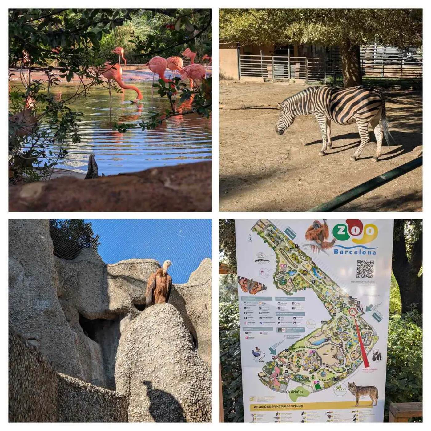 A collage of various animals in Barcelona zoo