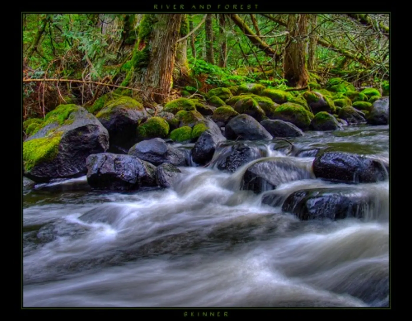 River and Forest
