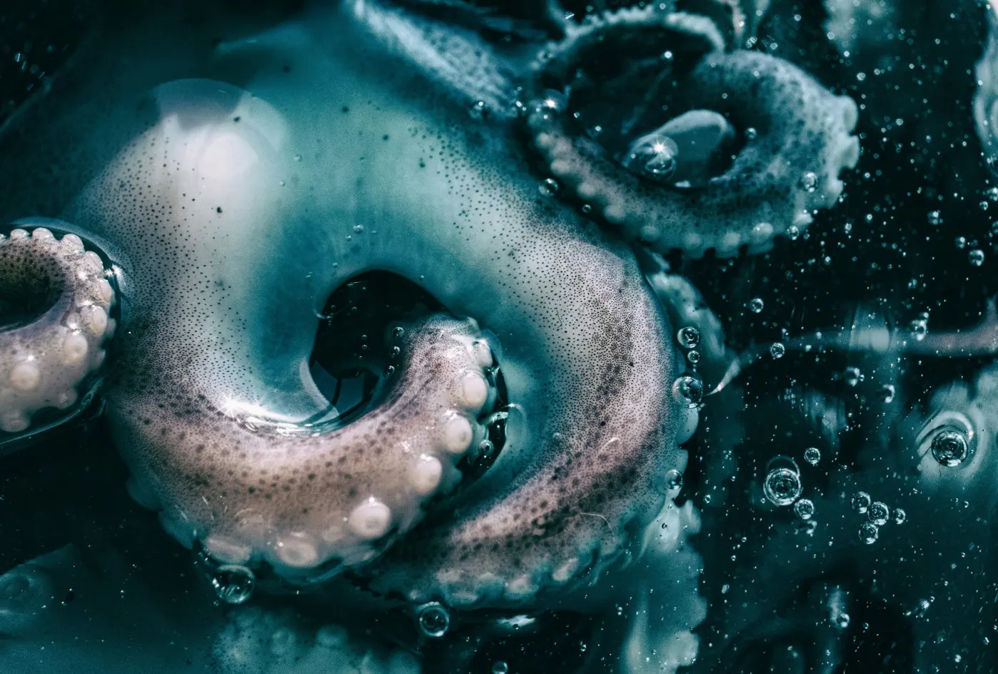 Auto-generated description: An underwater view of octopus tentacles with air bubbles floating around them.