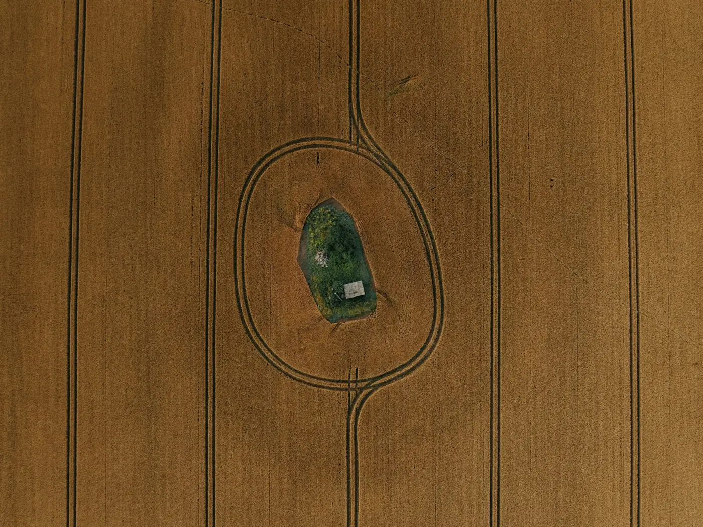 Auto-generated description: Aerial view of a lone green patch surrounded by a vast golden field with tractor lines creating an outline around it.