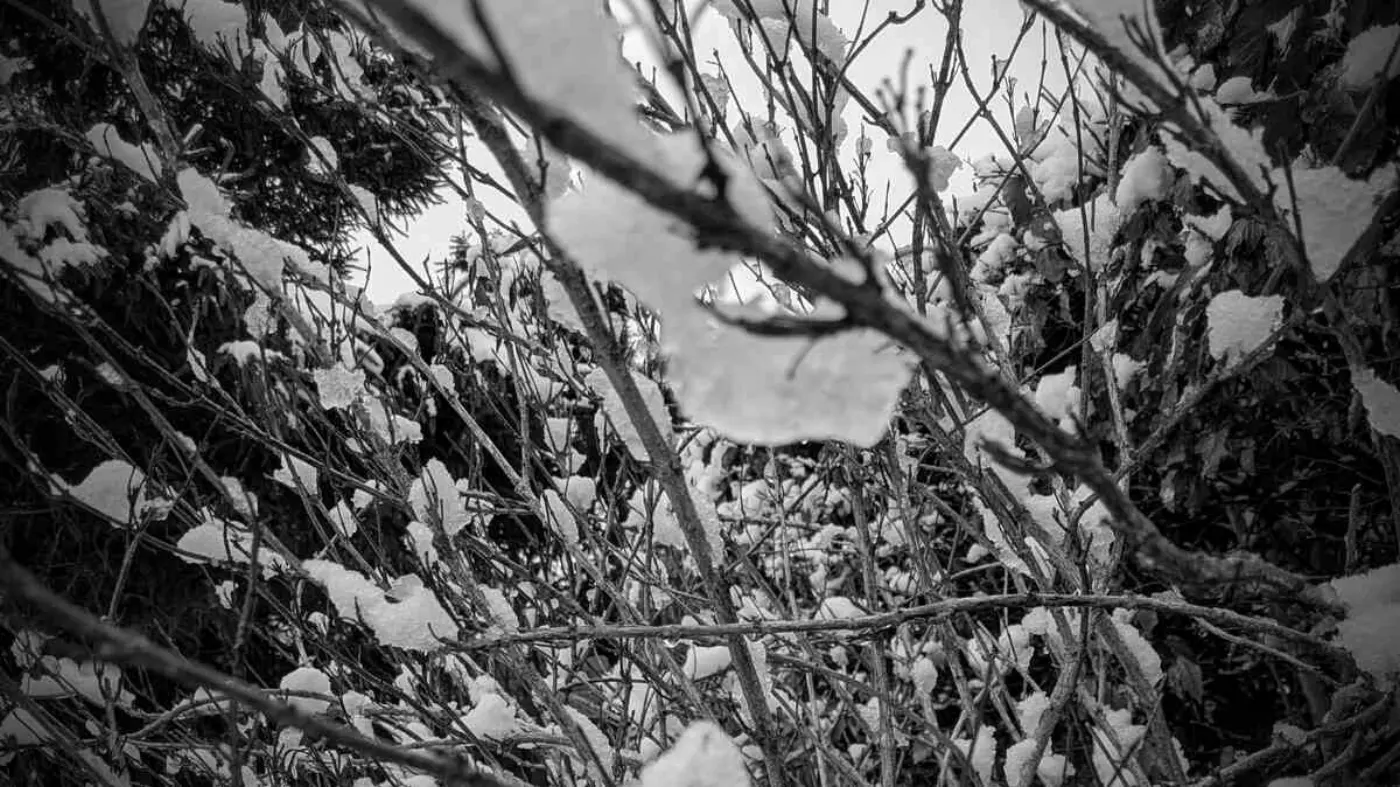 Close-up black and white photo of snow on branches