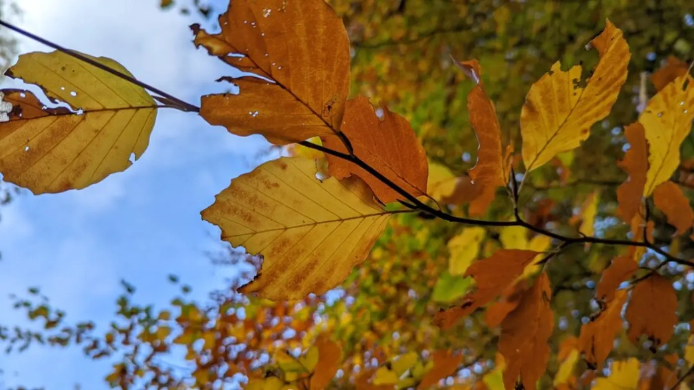 Autumn leaves