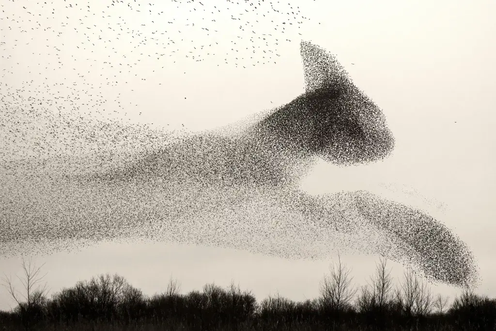 A murmuration of starlings
